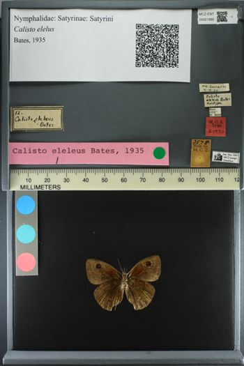 Media type: image;   Entomology 21990